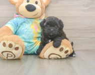 6 week old Shih Poo Puppy For Sale - Seaside Pups