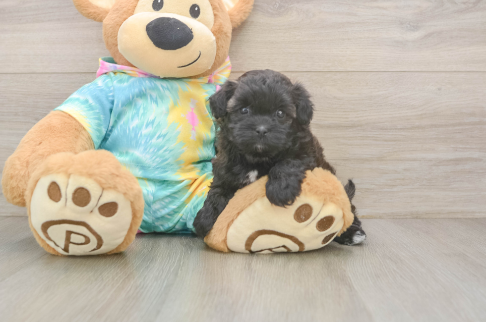 5 week old Shih Poo Puppy For Sale - Seaside Pups