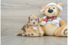 Fluffy Shih Poo Poodle Mix Pup