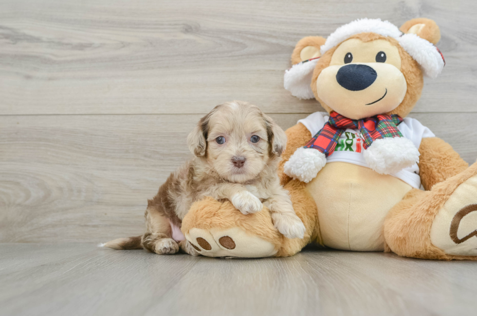 5 week old Shih Poo Puppy For Sale - Seaside Pups