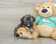 8 week old Shih Poo Puppy For Sale - Seaside Pups