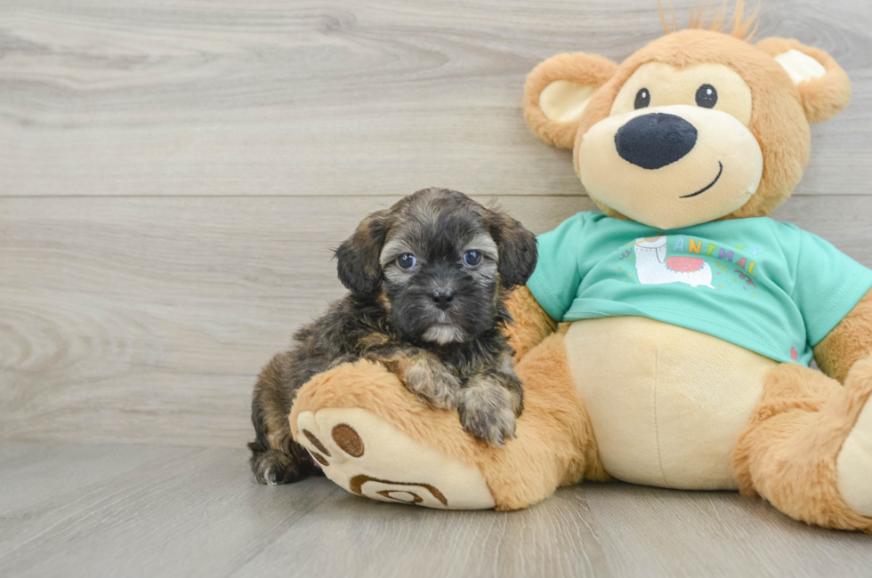 6 week old Shih Poo Puppy For Sale - Seaside Pups