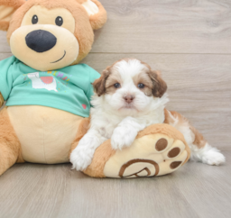 7 week old Shih Poo Puppy For Sale - Seaside Pups