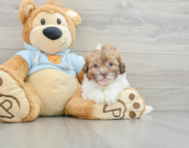 8 week old Shih Poo Puppy For Sale - Seaside Pups