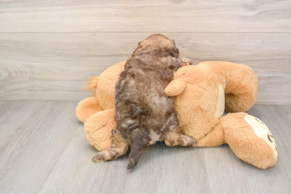 Shih Poo Pup Being Cute