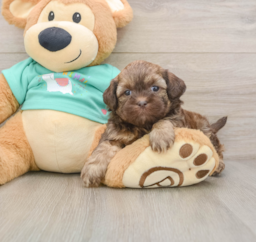 7 week old Shih Poo Puppy For Sale - Seaside Pups