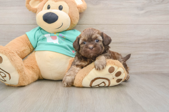Energetic Shih Poo Poodle Mix Puppy
