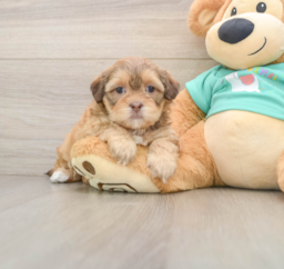 7 week old Shih Poo Puppy For Sale - Seaside Pups