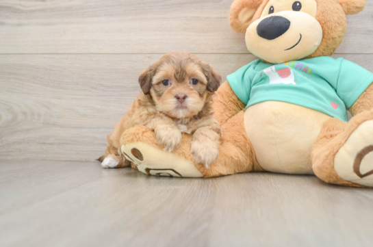 Best Shih Poo Baby