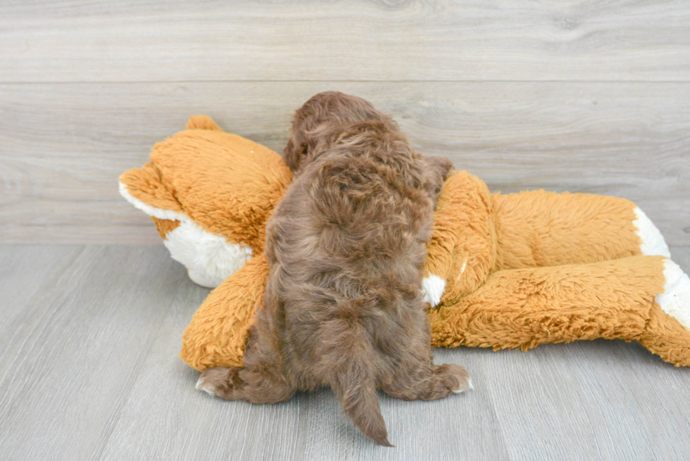 Funny Shih Poo Poodle Mix Pup