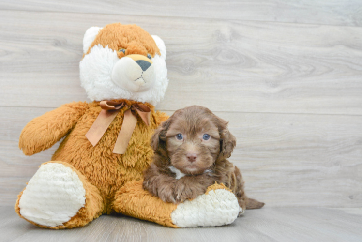 Shih Poo Puppy for Adoption