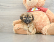 8 week old Shih Poo Puppy For Sale - Seaside Pups