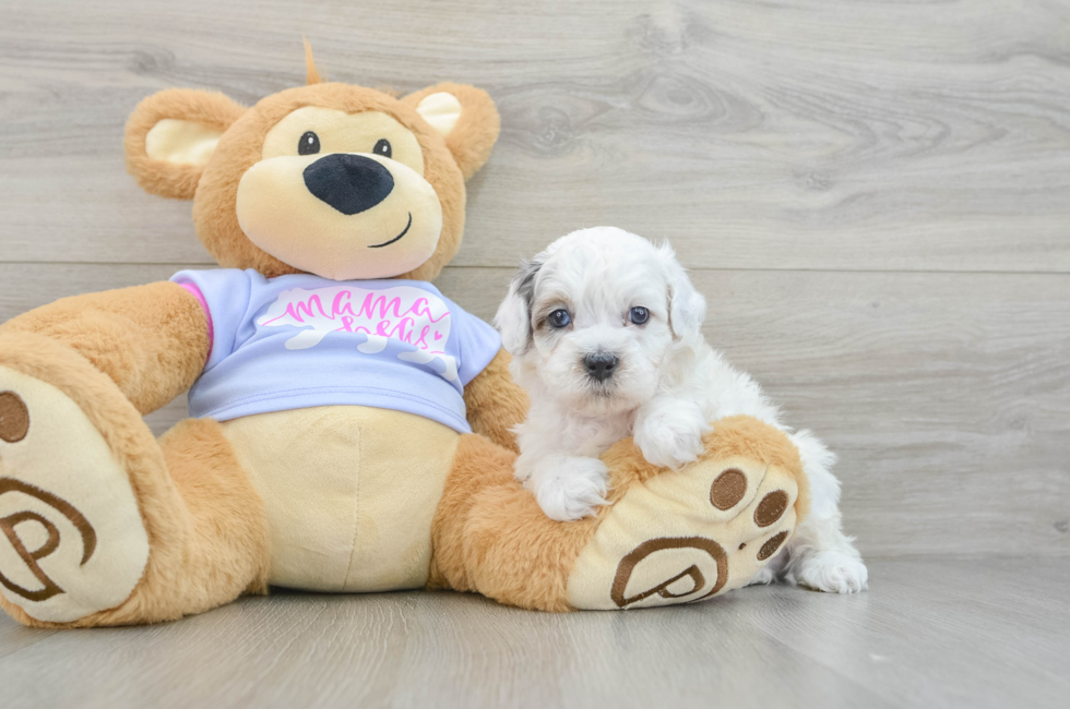 6 week old Shih Poo Puppy For Sale - Seaside Pups