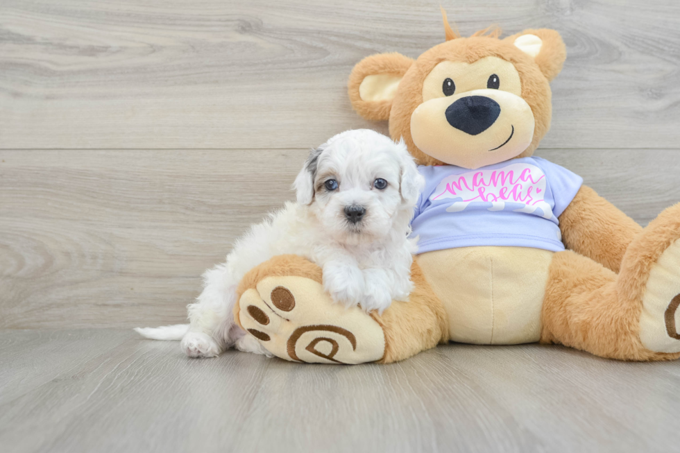 Shih Poo Pup Being Cute