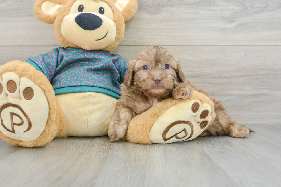 7 week old Shih Poo Puppy For Sale - Seaside Pups