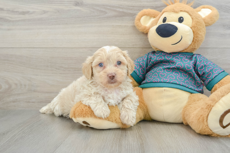 Shih Poo Puppy for Adoption