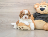 5 week old Shih Poo Puppy For Sale - Seaside Pups