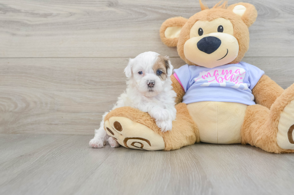 Funny Shih Poo Poodle Mix Pup