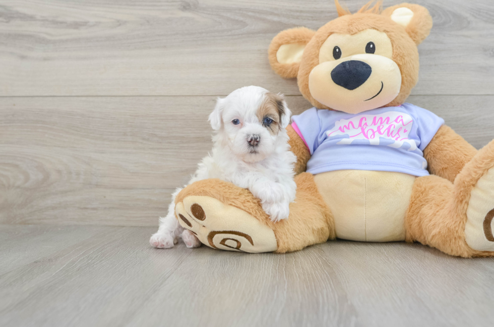 6 week old Shih Poo Puppy For Sale - Seaside Pups