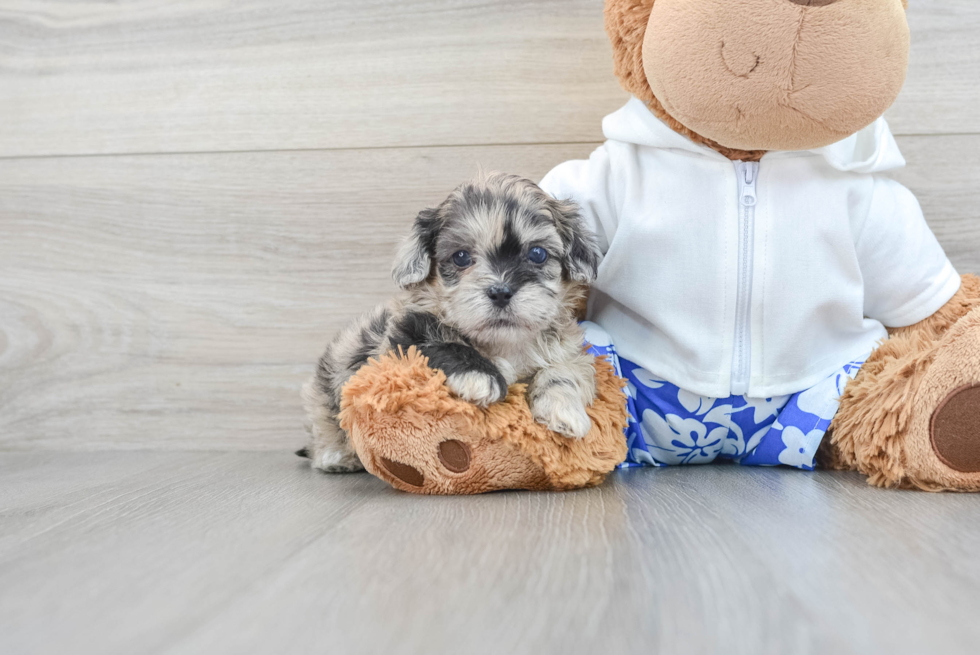 Shih Poo Pup Being Cute