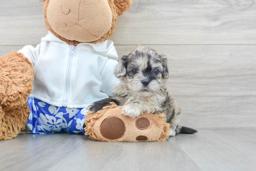 Best Shih Poo Baby