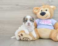 9 week old Shih Poo Puppy For Sale - Seaside Pups