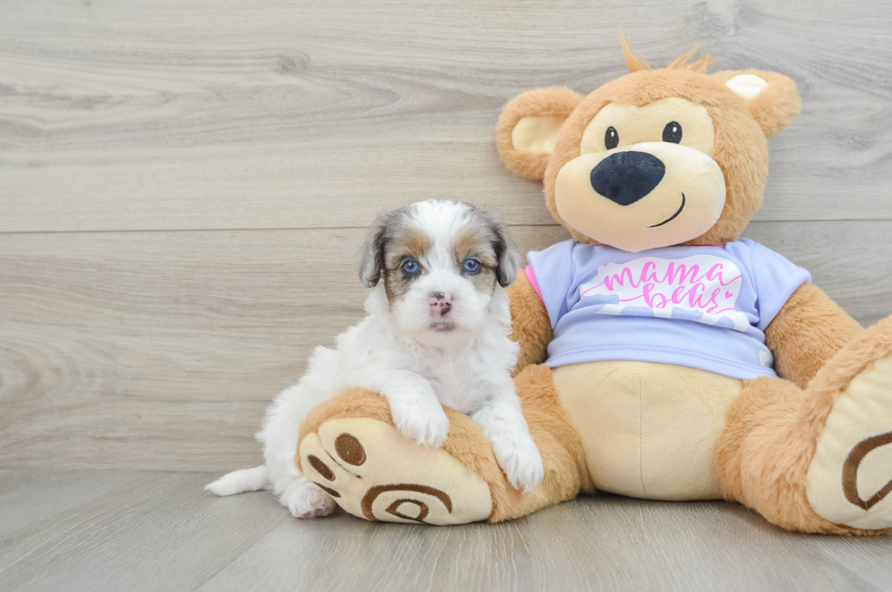 6 week old Shih Poo Puppy For Sale - Seaside Pups