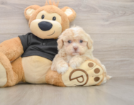 5 week old Shih Poo Puppy For Sale - Seaside Pups