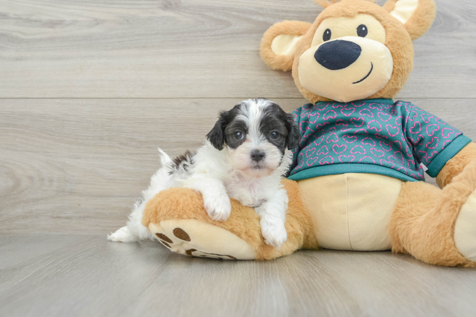 Shih Poo Puppy for Adoption