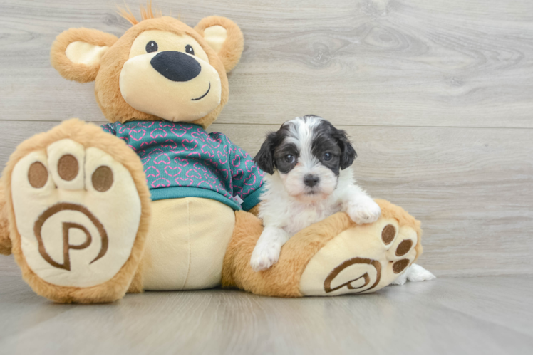 Little Shihpoo Poodle Mix Puppy