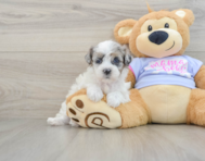 9 week old Shih Poo Puppy For Sale - Seaside Pups