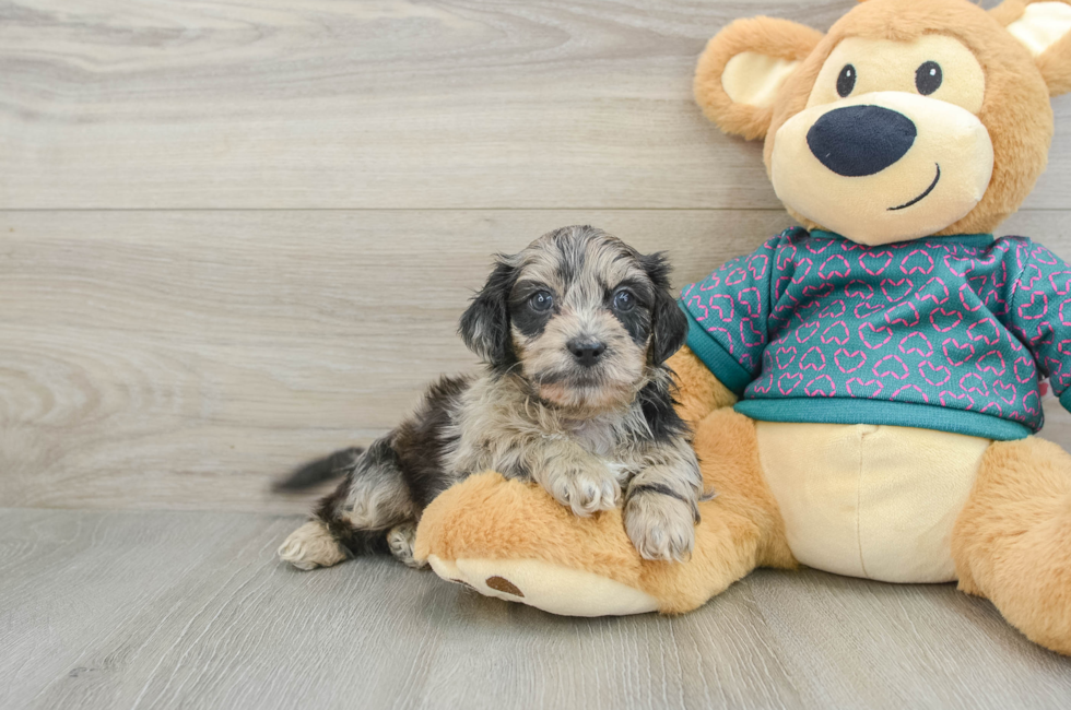 7 week old Shih Poo Puppy For Sale - Seaside Pups