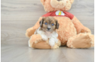 Playful Shihpoo Poodle Mix Puppy