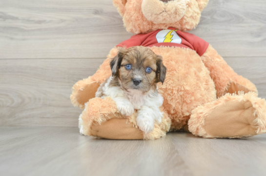 Playful Shihpoo Poodle Mix Puppy