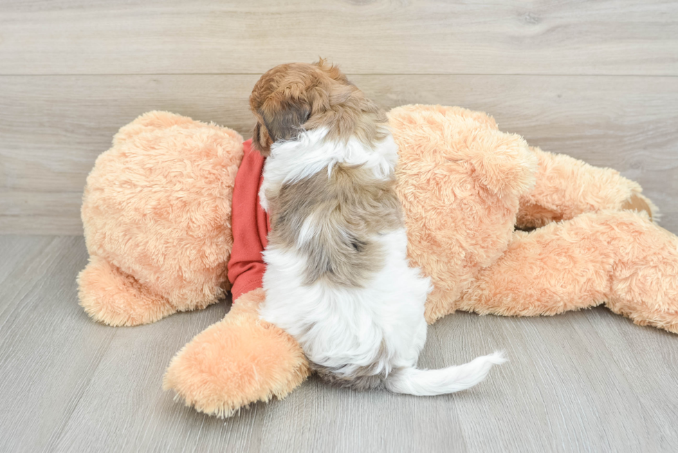 Smart Shih Poo Poodle Mix Pup