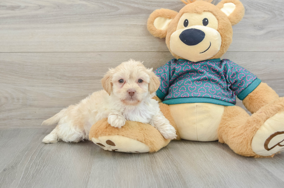 7 week old Shih Poo Puppy For Sale - Seaside Pups