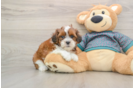 Shih Poo Pup Being Cute