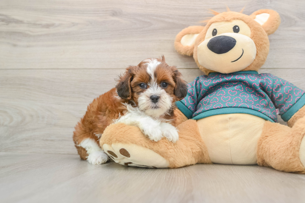 Shih Poo Pup Being Cute