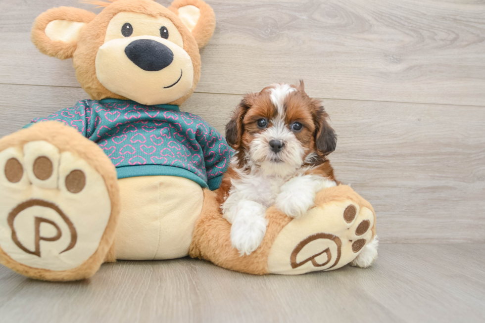 Little Shih Poo Poodle Mix Puppy