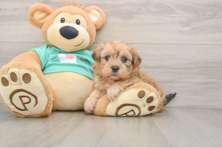 Shih Poo Puppy for Adoption