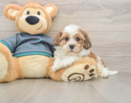 7 week old Shih Poo Puppy For Sale - Seaside Pups