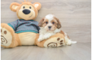 Shih Poo Pup Being Cute