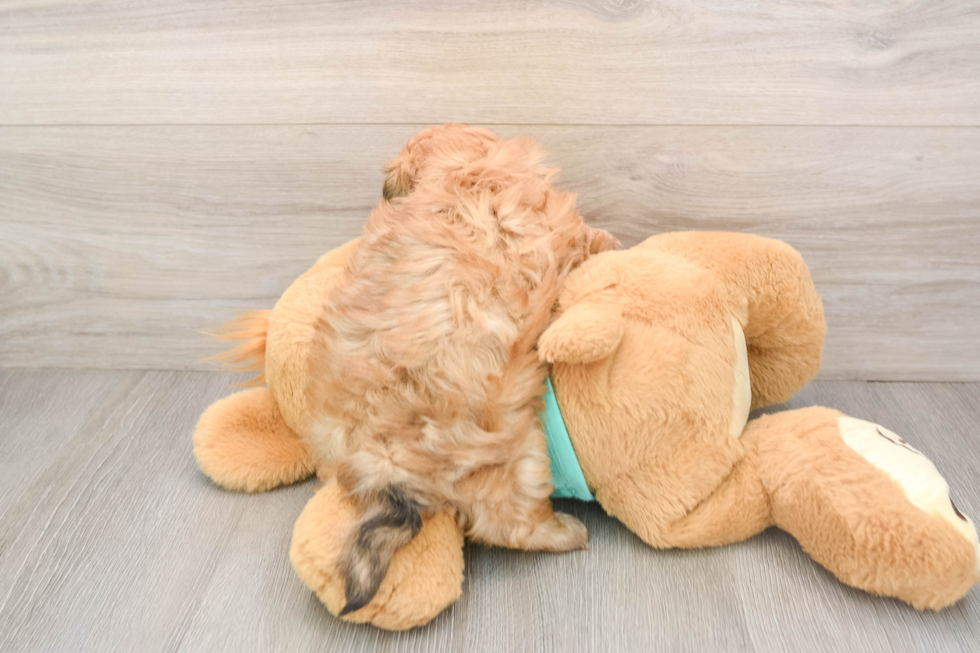 Popular Shih Poo Poodle Mix Pup