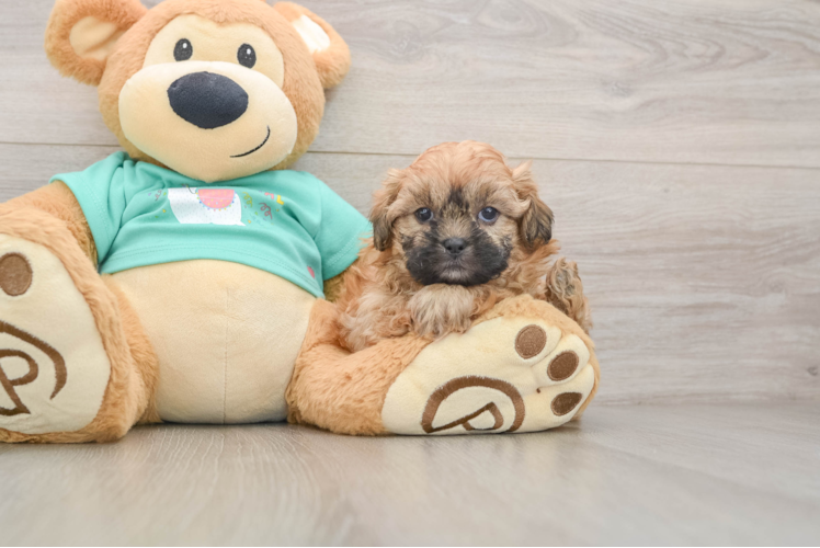 Shih Poo Pup Being Cute