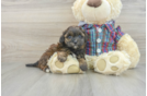 Shih Poo Puppy for Adoption