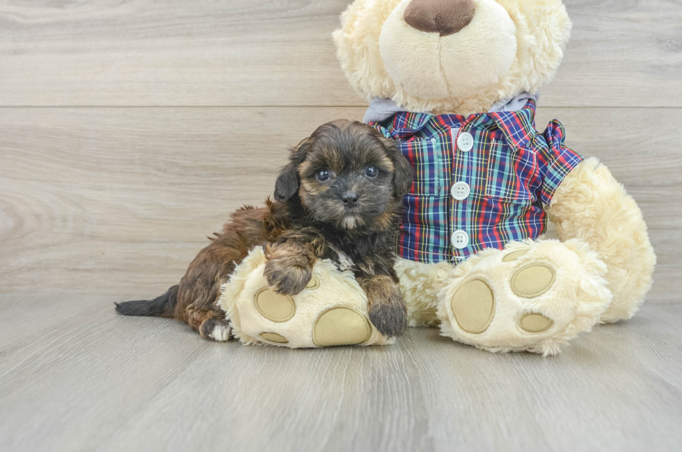 7 week old Shih Poo Puppy For Sale - Seaside Pups