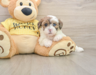 8 week old Shih Poo Puppy For Sale - Seaside Pups