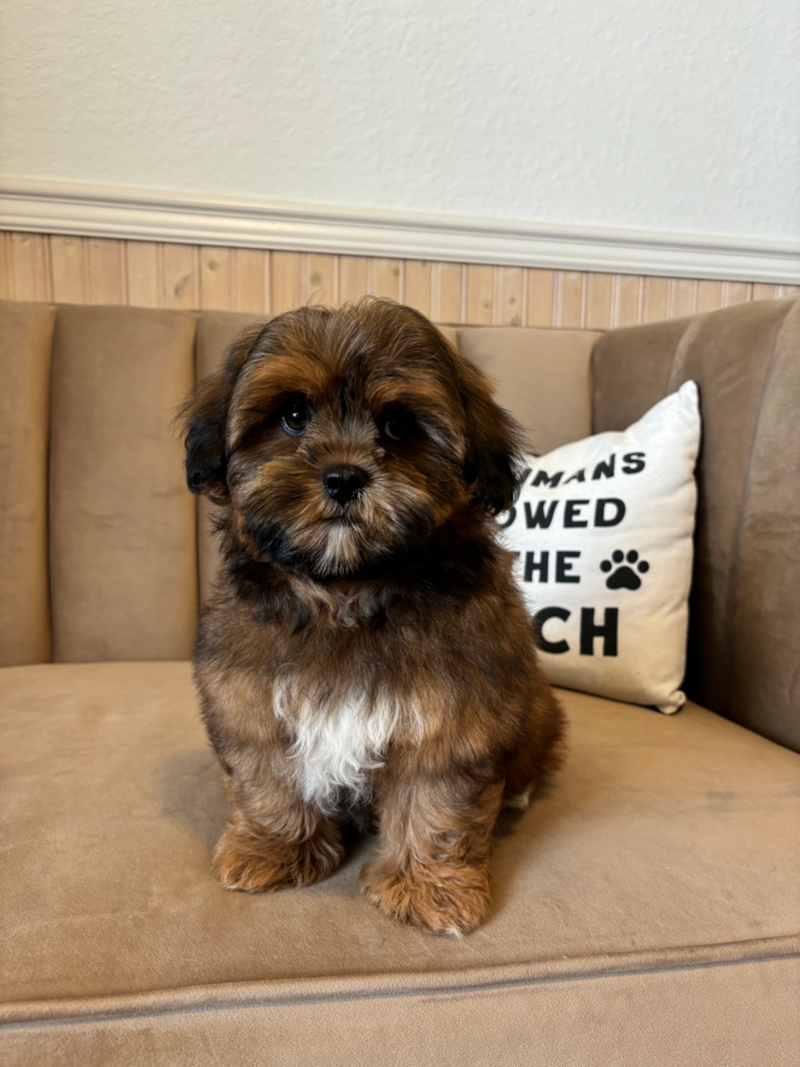 Shih Poo Puppy for Adoption