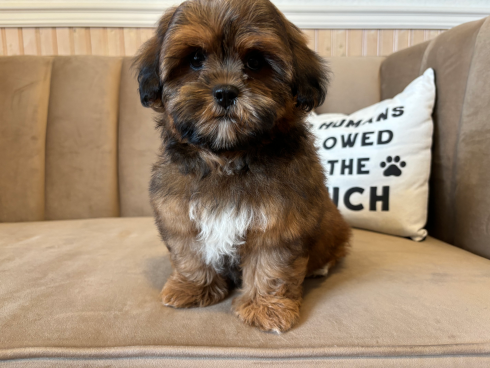 Shih Poo Puppy for Adoption