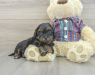 8 week old Shih Poo Puppy For Sale - Seaside Pups